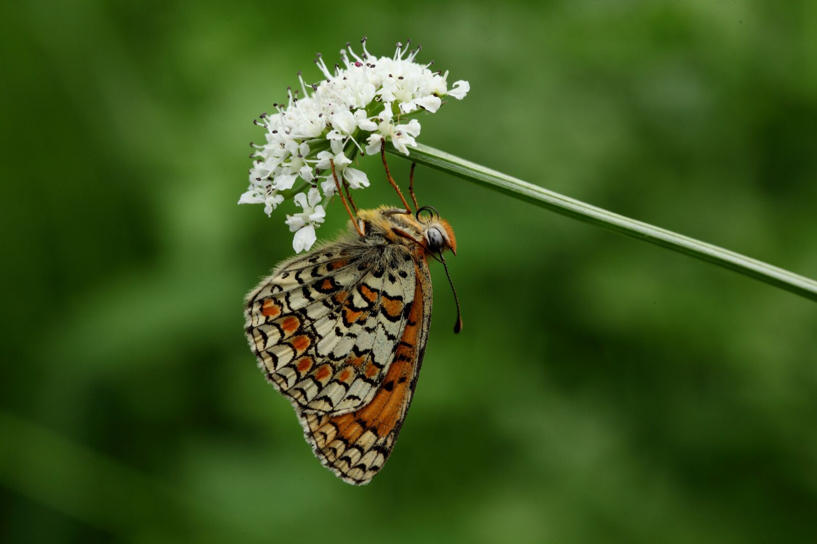 Canon EOS 5D Mark II sample photo. Butterfly, flower, macro photography
