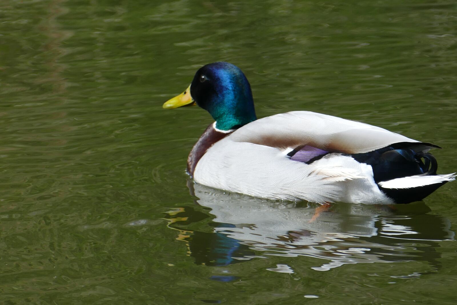 Panasonic Lumix DMC-FZ1000 sample photo. Mallard, male, water photography