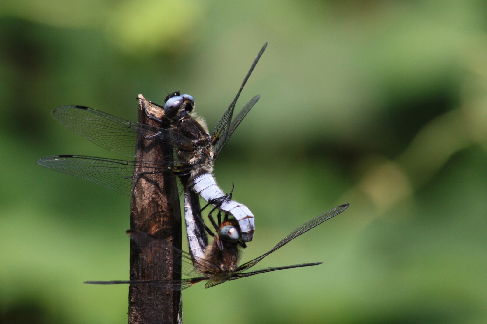 Canon EOS 450D (EOS Rebel XSi / EOS Kiss X2) sample photo. Dragonflies, multiplication, nature photography
