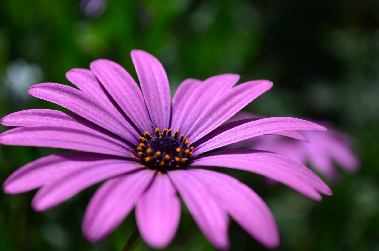 Nikon D5100 sample photo. Flower, daisy, garden photography