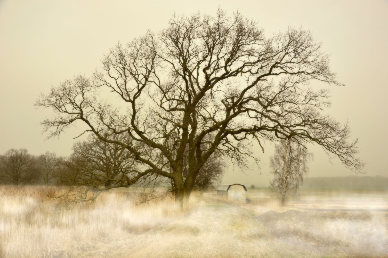 Nikon D3200 sample photo. Tree, nature, landscape photography