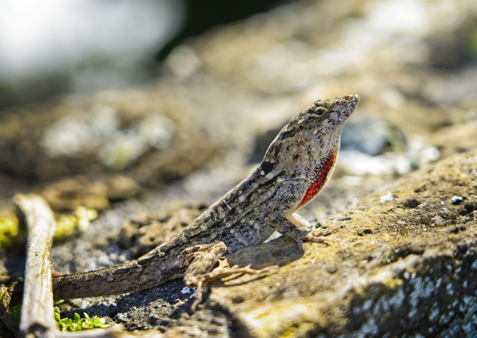 Sony FE 24-105mm F4 G OSS sample photo. Lizard, reptile, anole photography