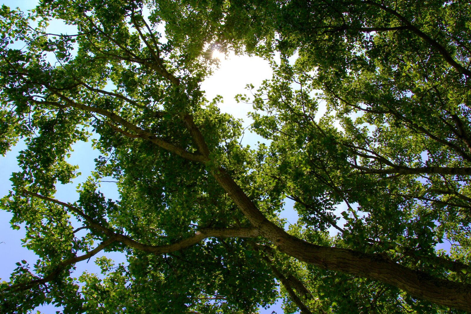 Canon EOS 60D sample photo. Sun, light, leaf photography