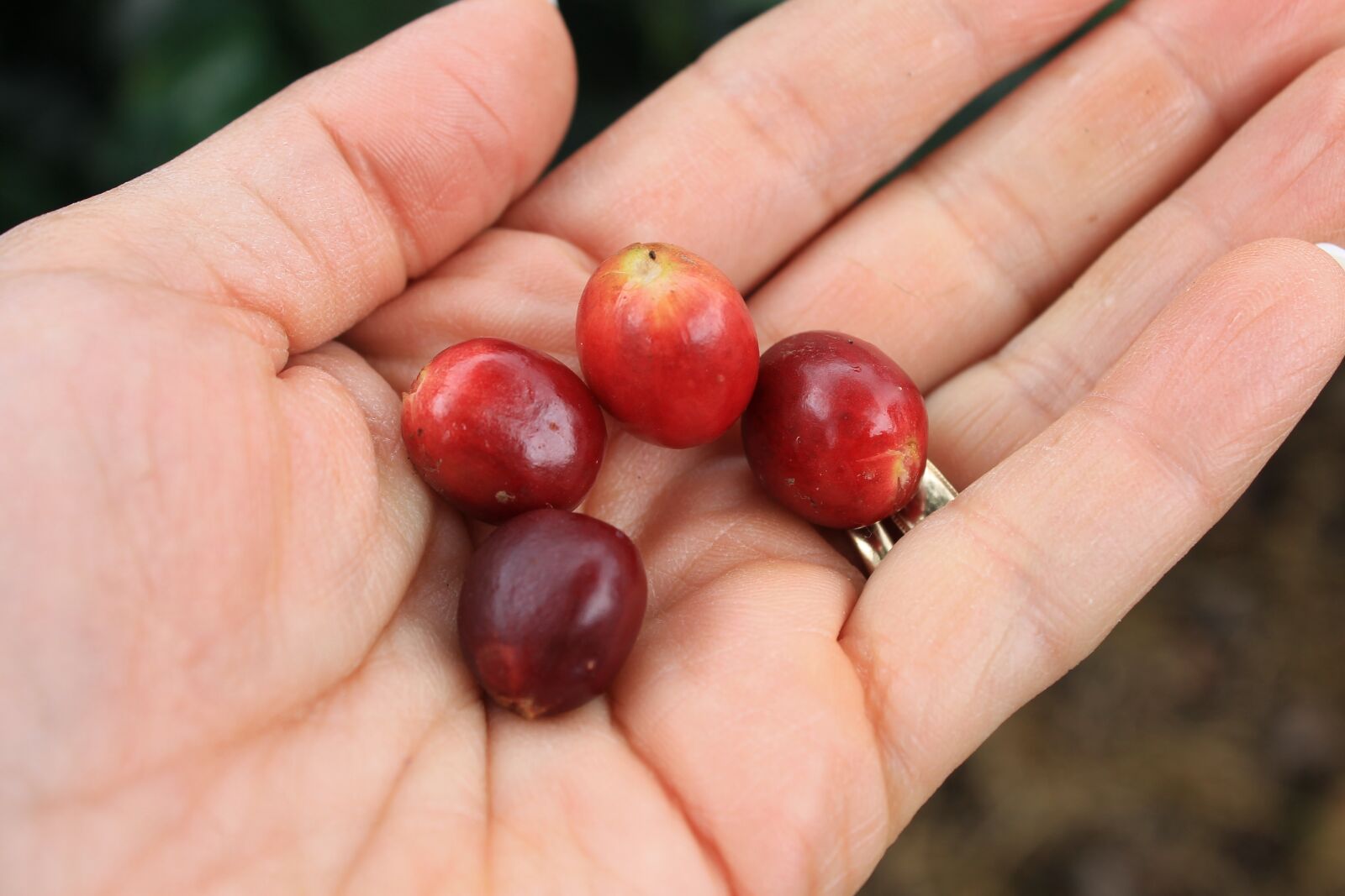 Canon EOS 1100D (EOS Rebel T3 / EOS Kiss X50) sample photo. Hands, coffee, grain photography