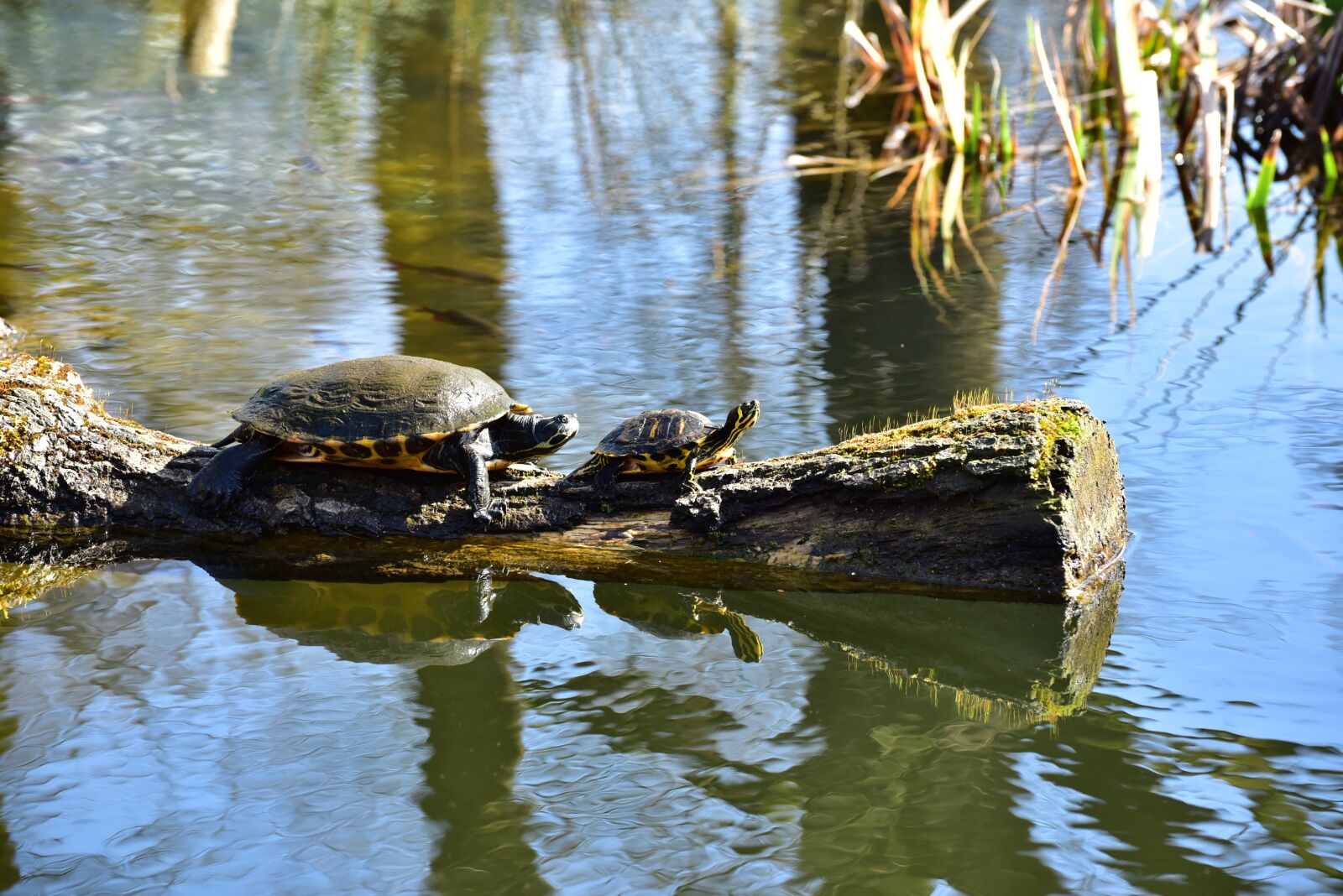 Nikon D750 sample photo. Turtle, water, sun photography