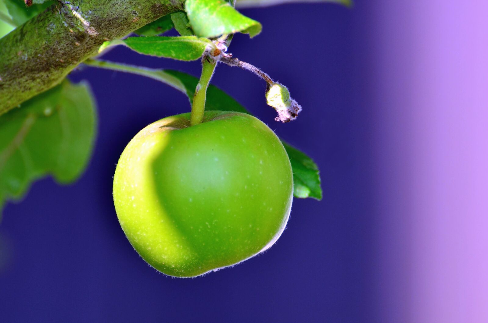 Nikon D5100 sample photo. Green apple, tree, branch photography