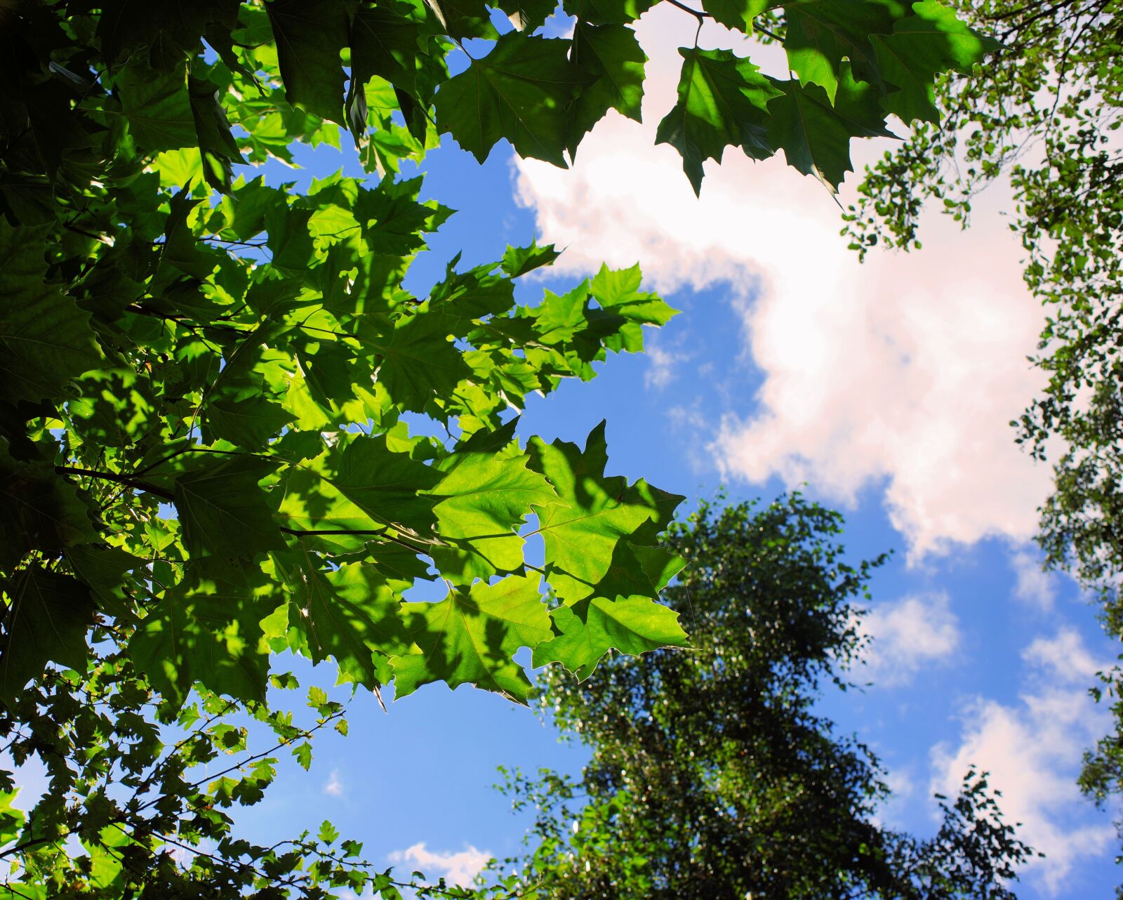 Sony a99 II sample photo. Autumn, canopy, sky photography
