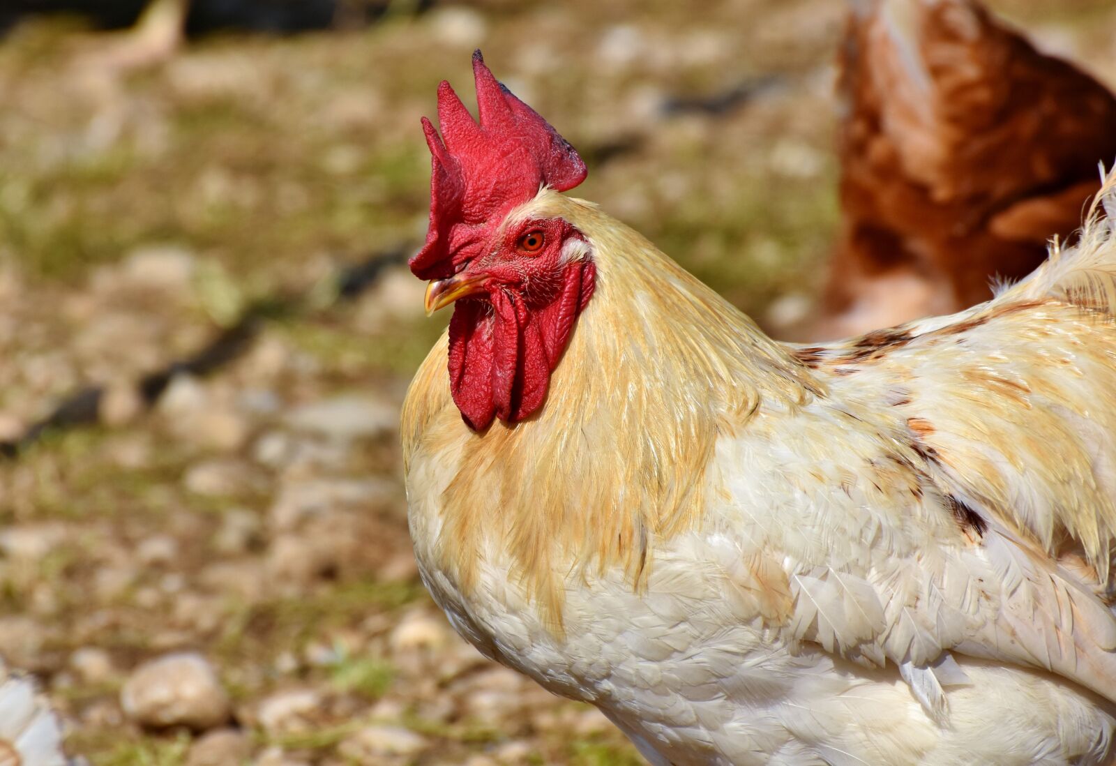 Nikon D7200 sample photo. Hahn, rooster head, crow photography