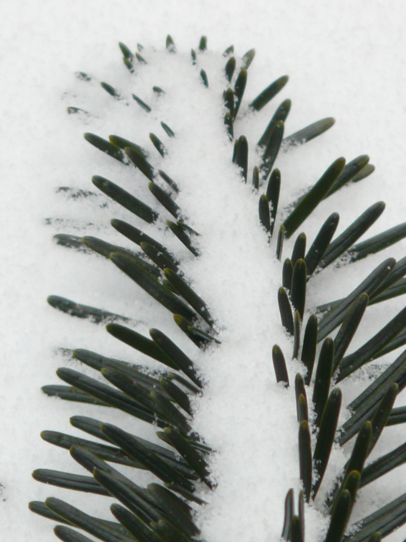 Panasonic DMC-FZ18 sample photo. Pine needles, close up photography