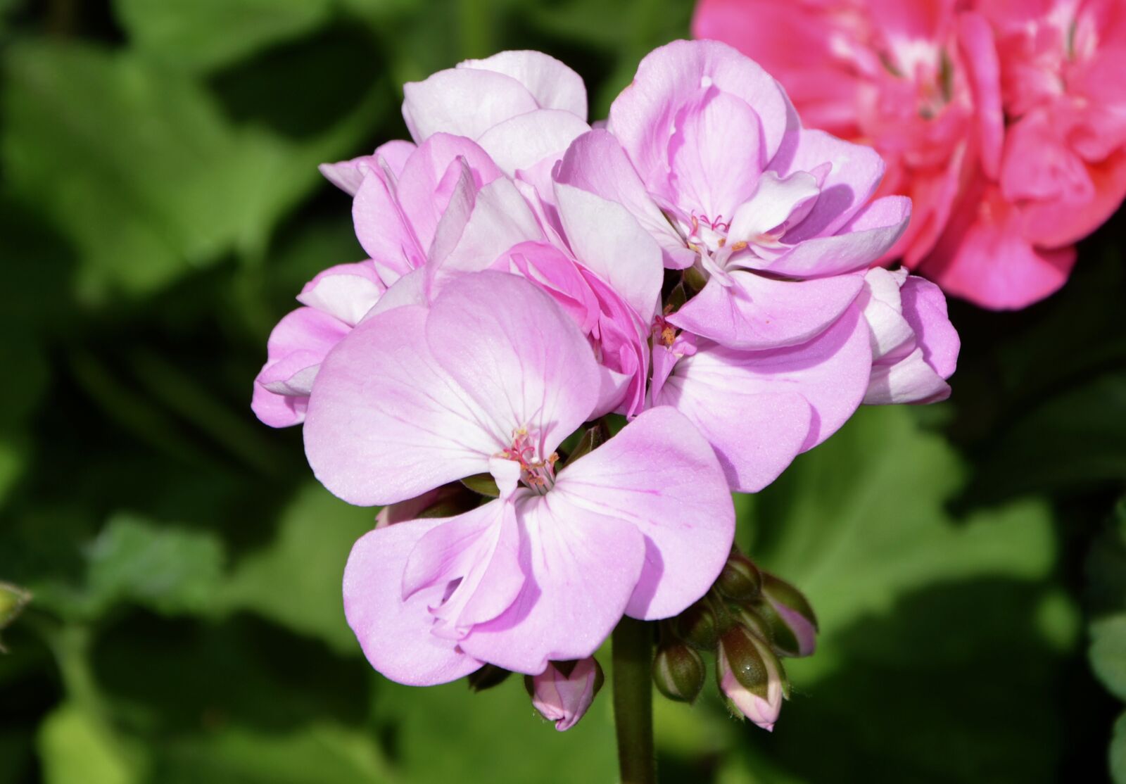 Nikon D5200 sample photo. Flower, pink flowers, massif photography