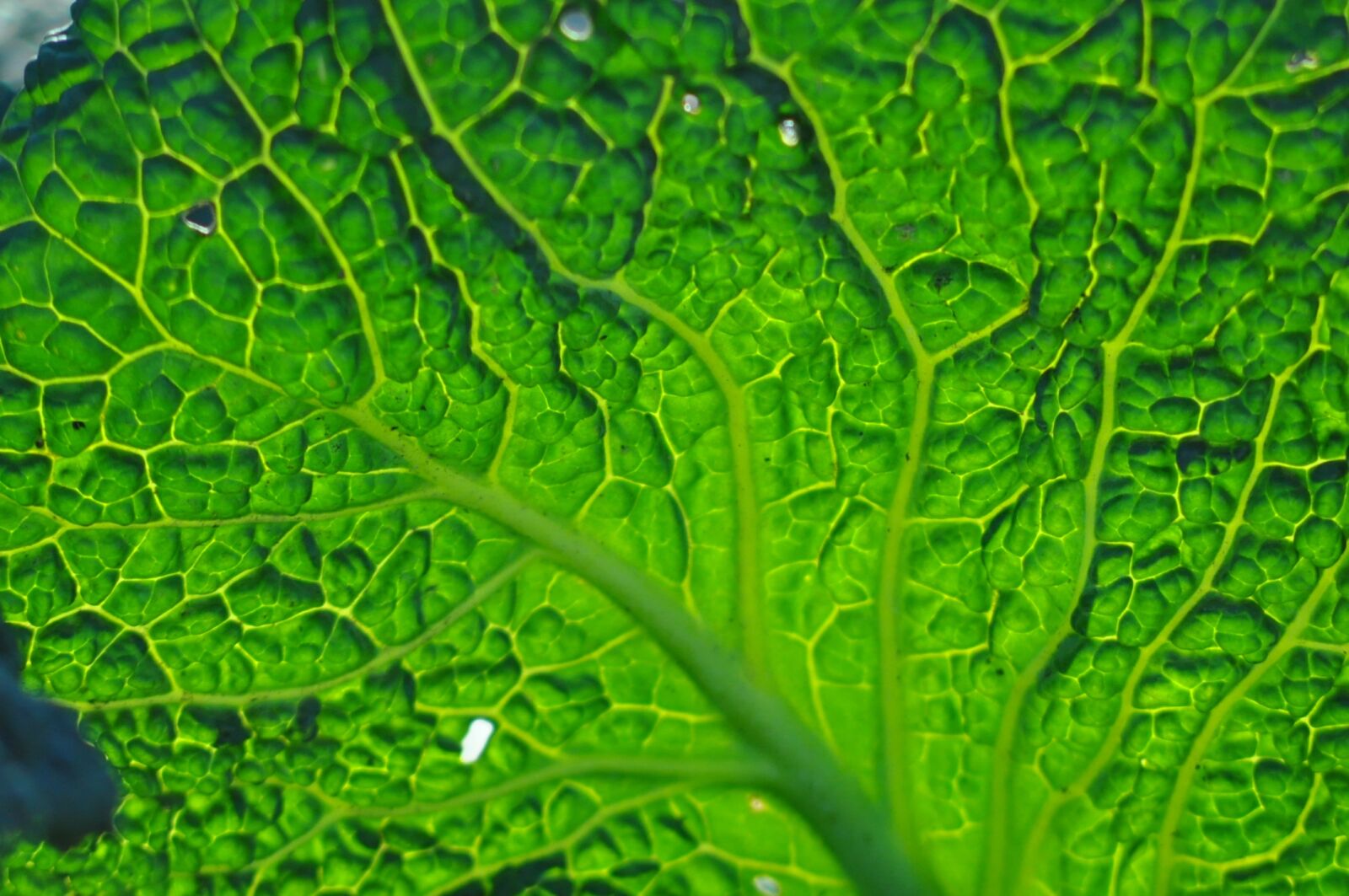 Nikon D90 sample photo. Leaf, green, transparency photography