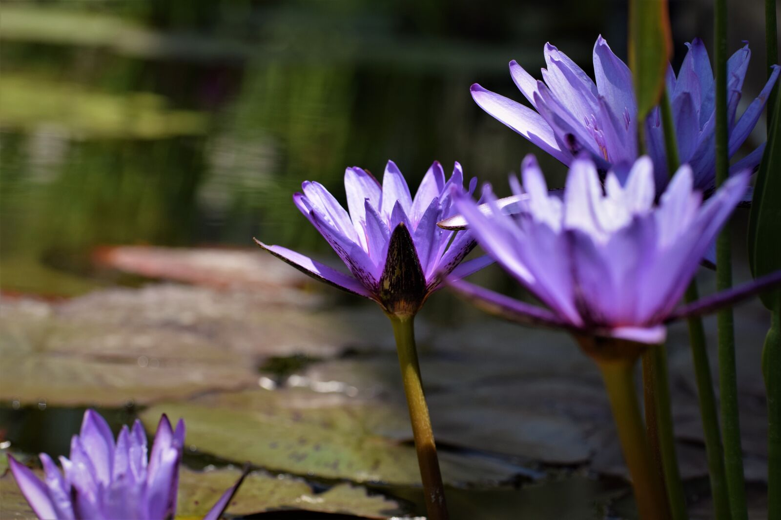 Nikon D3300 sample photo. Flowers, water, pond photography