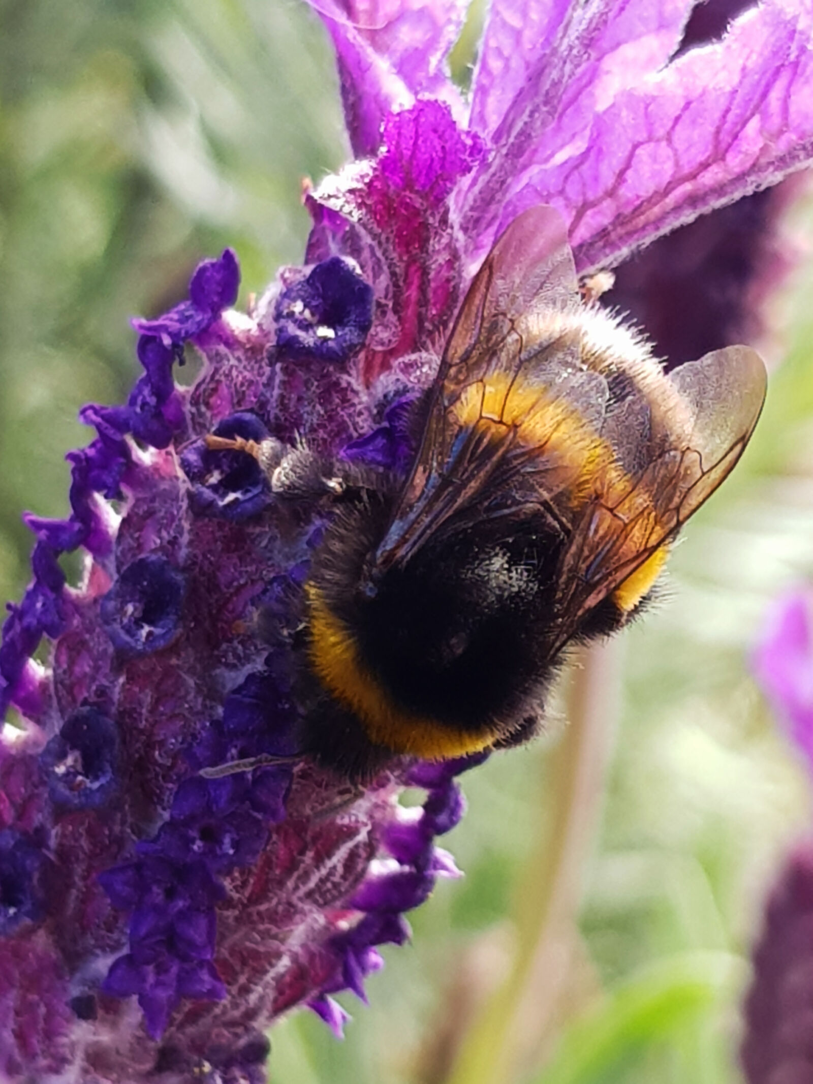Samsung Galaxy S8 sample photo. Bee, bee, drinking, bee photography