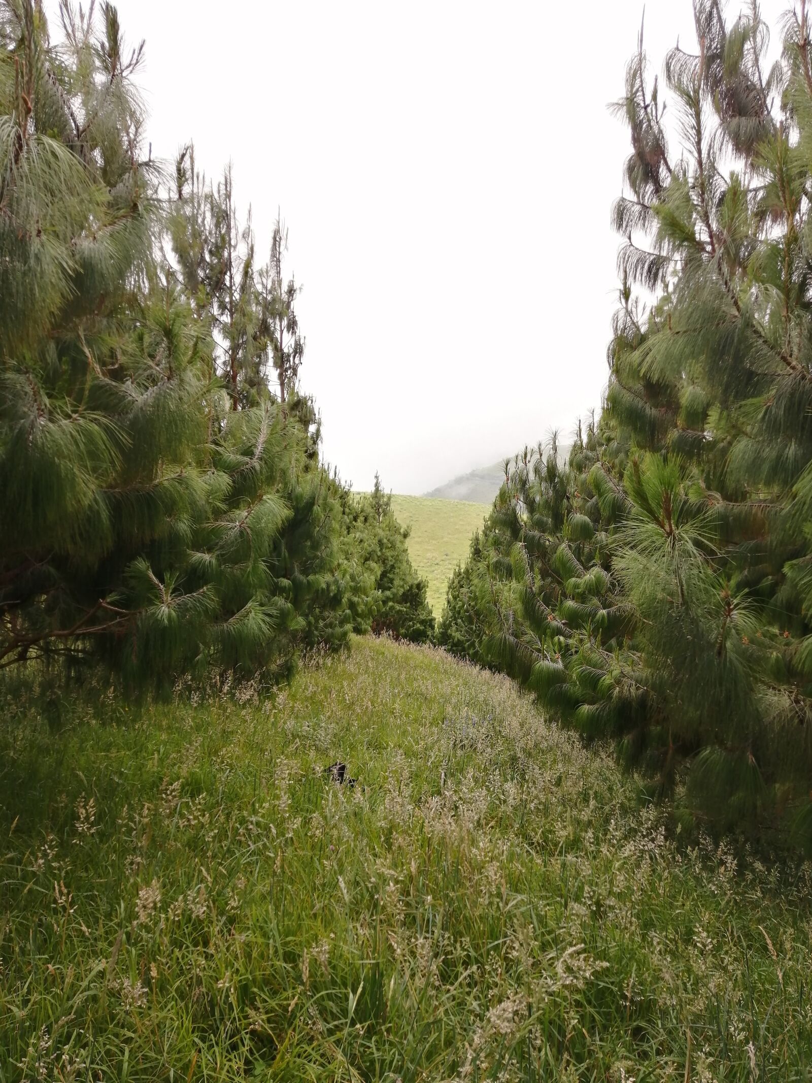 HUAWEI P30 LITE sample photo. Pine, camera, photo photography