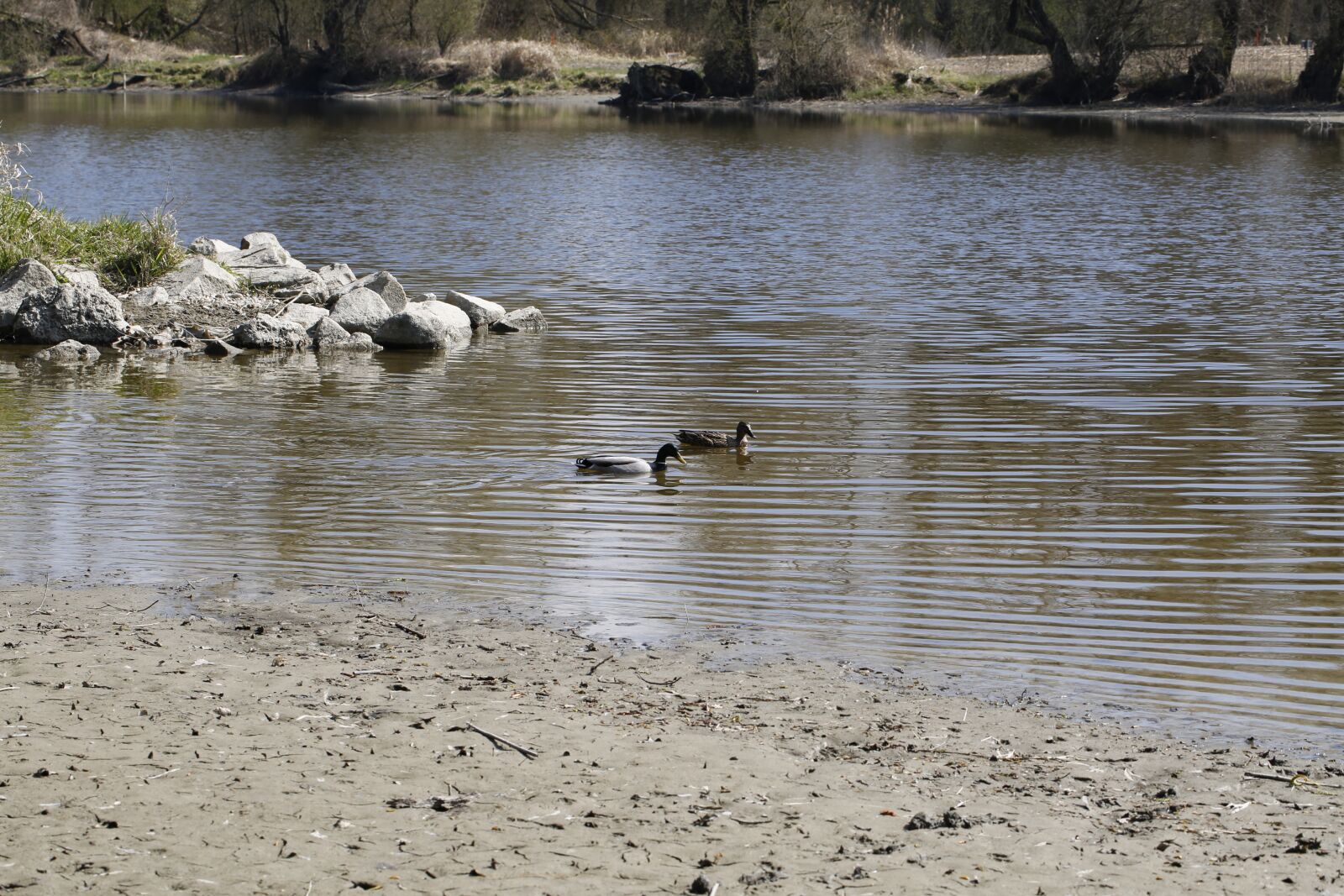 Canon EF 100mm F2.8L Macro IS USM sample photo. Water, ducks, bird photography