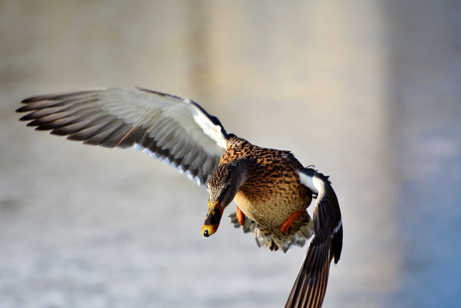 Nikon D7200 sample photo. Duck, drake, water bird photography