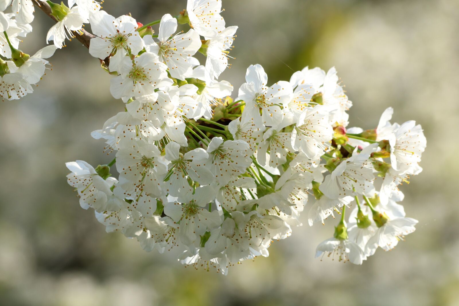 Canon EOS 750D (EOS Rebel T6i / EOS Kiss X8i) sample photo. White flowers, blossoming cherry photography