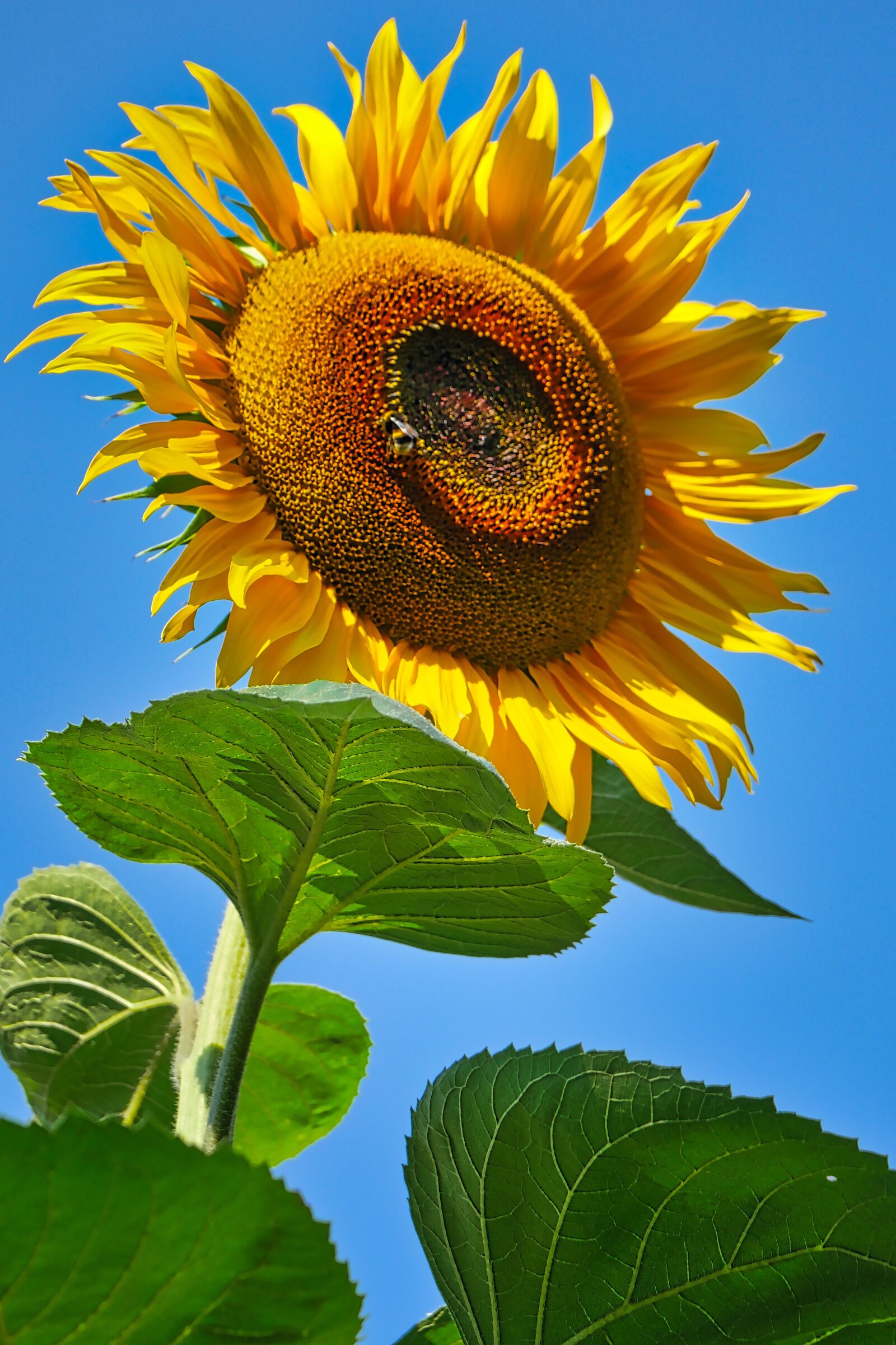 Panasonic Lumix DMC-GX8 sample photo. Sunflower, blossom, bloom photography