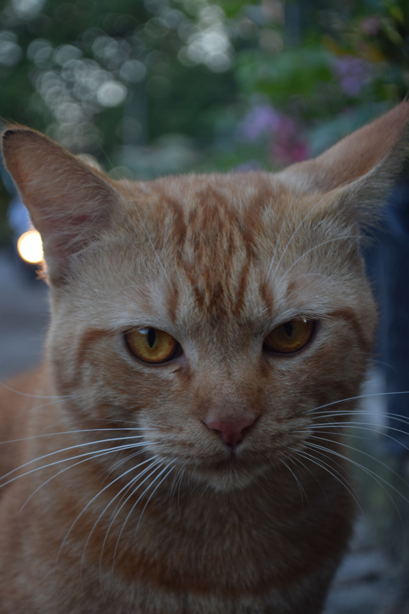 Nikon D3300 sample photo. Aura cat, soo much photography