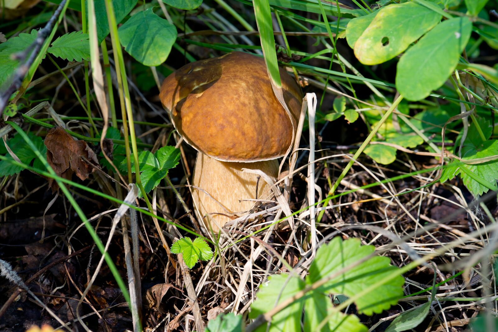 Sony Alpha DSLR-A850 sample photo. White mushroom, nature, mushrooms photography