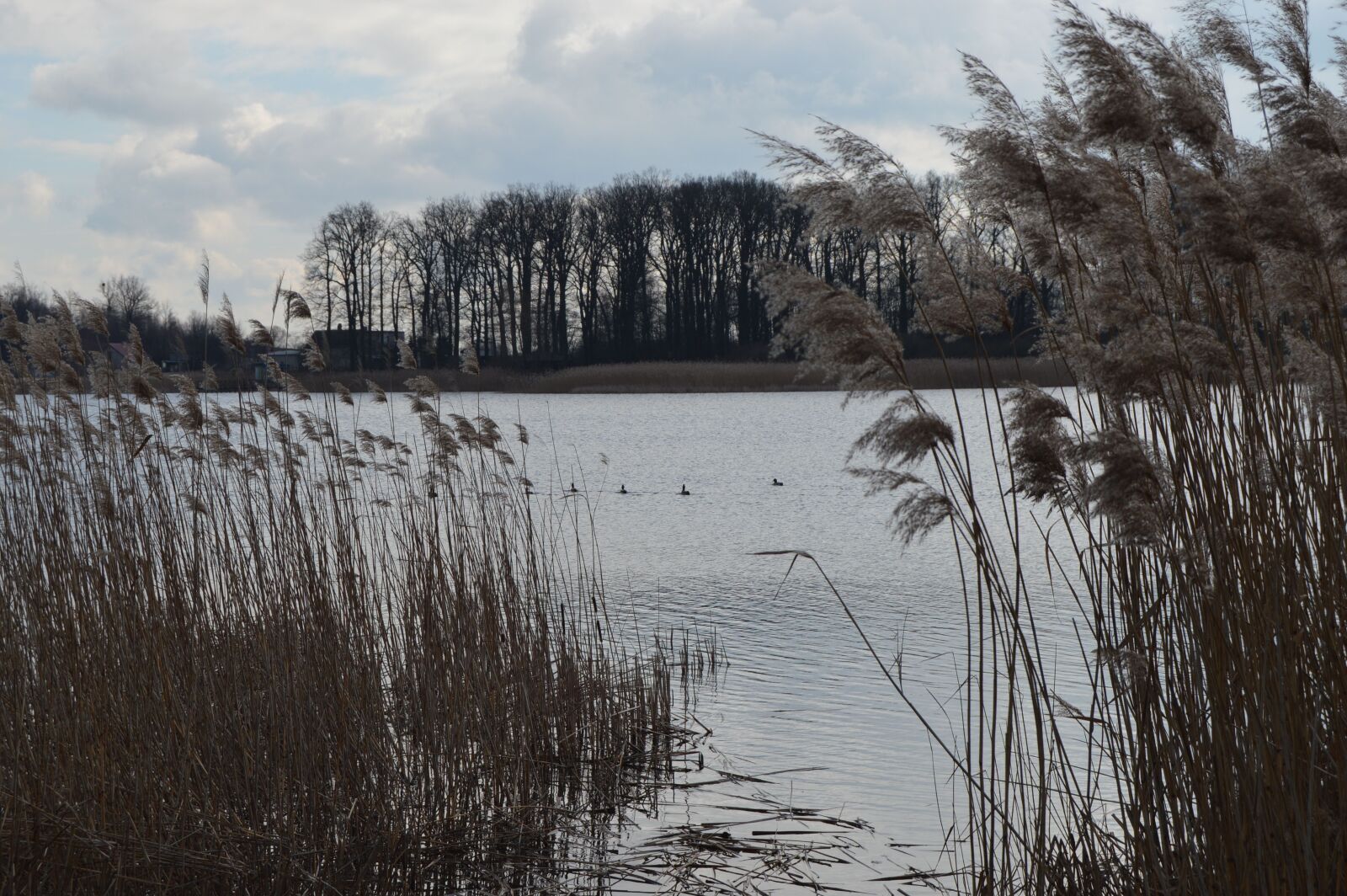 Nikon D3200 sample photo. Lake, ducks, forest photography