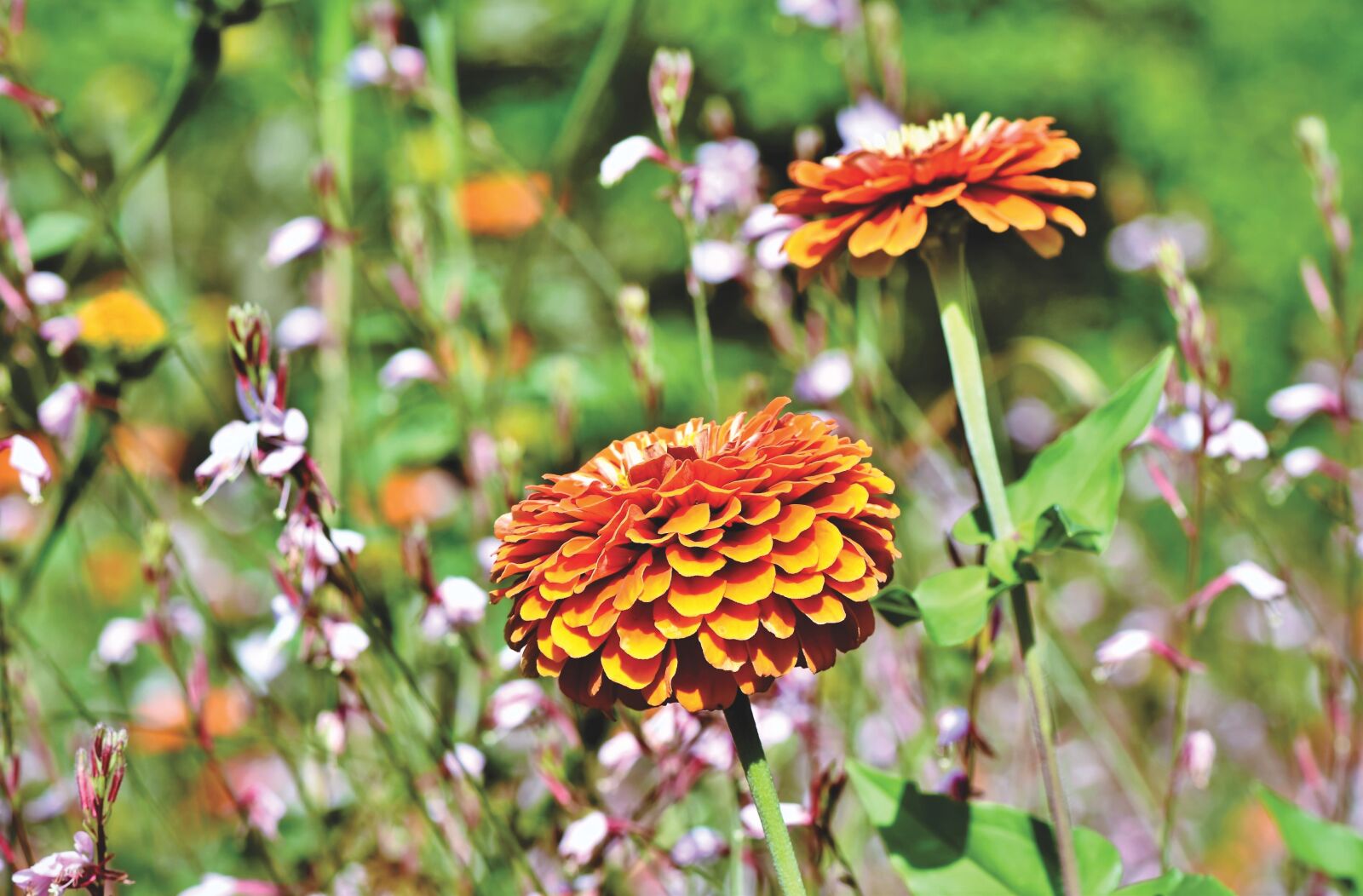 Nikon D7200 sample photo. Zinnia, flower meadow, flowers photography