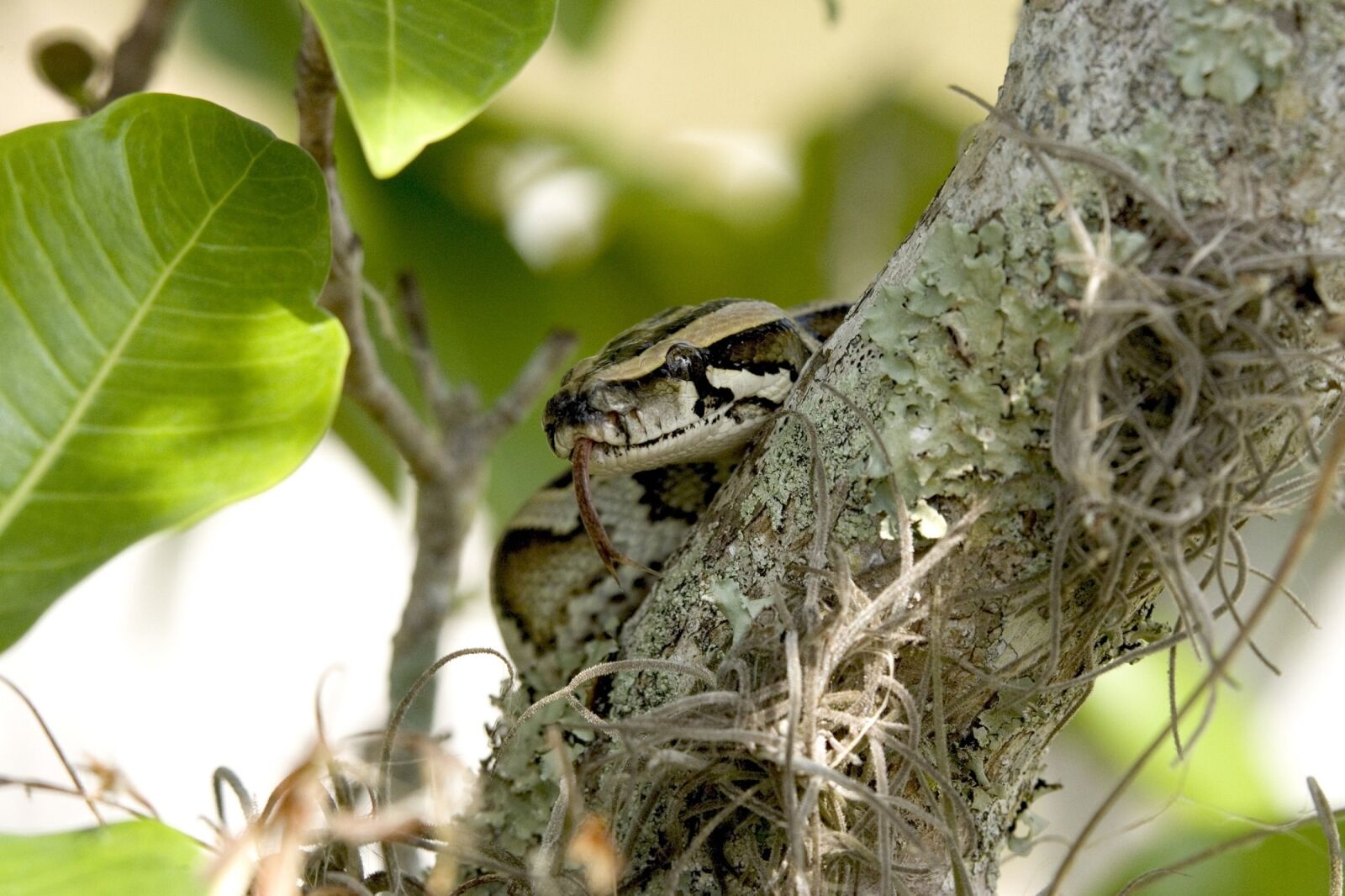 Canon EOS-1D Mark II sample photo. Python, snake, burmese photography