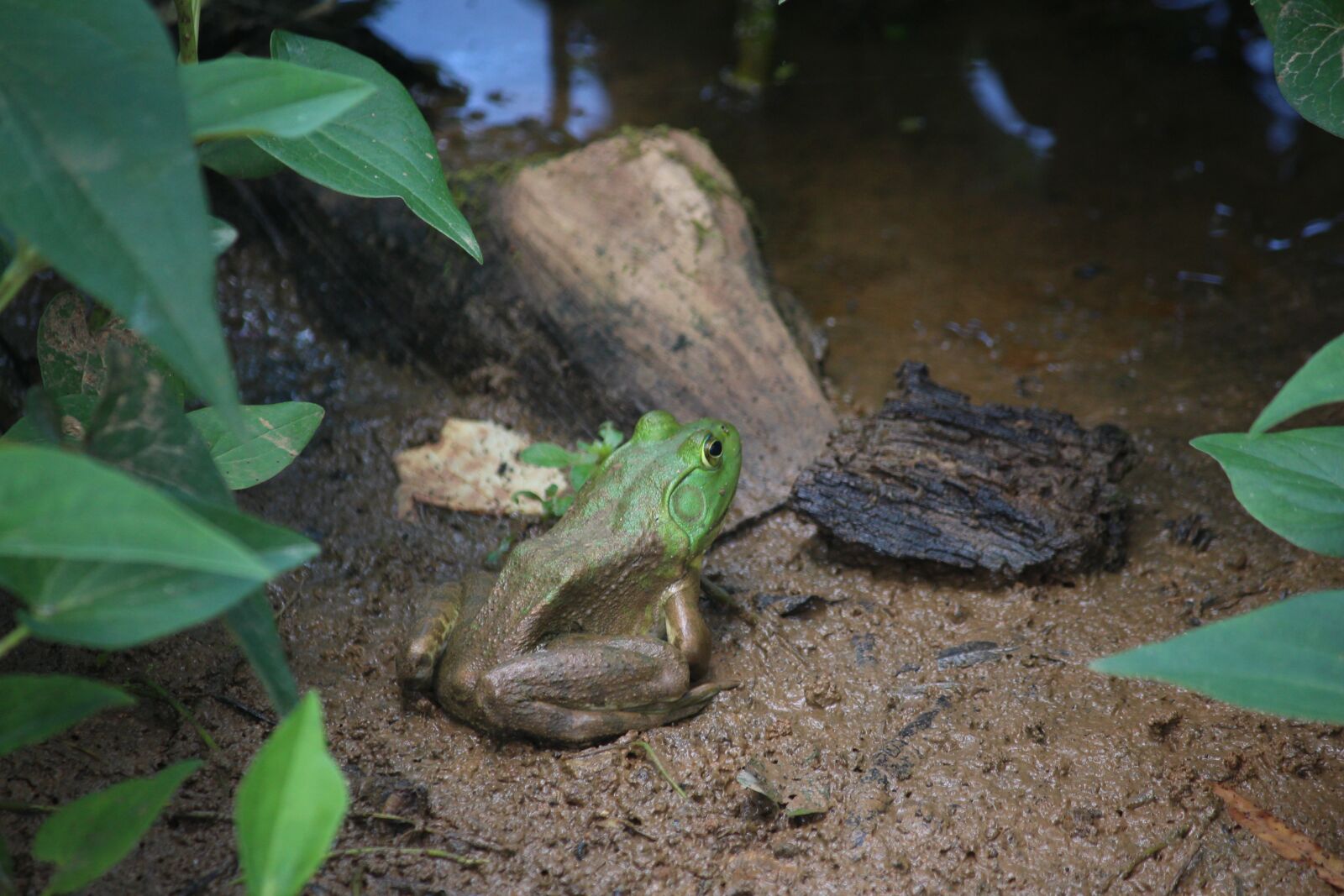 Canon EOS 700D (EOS Rebel T5i / EOS Kiss X7i) + Canon EF-S 55-250mm F4-5.6 IS sample photo. Frog, swamp, bullfrog photography