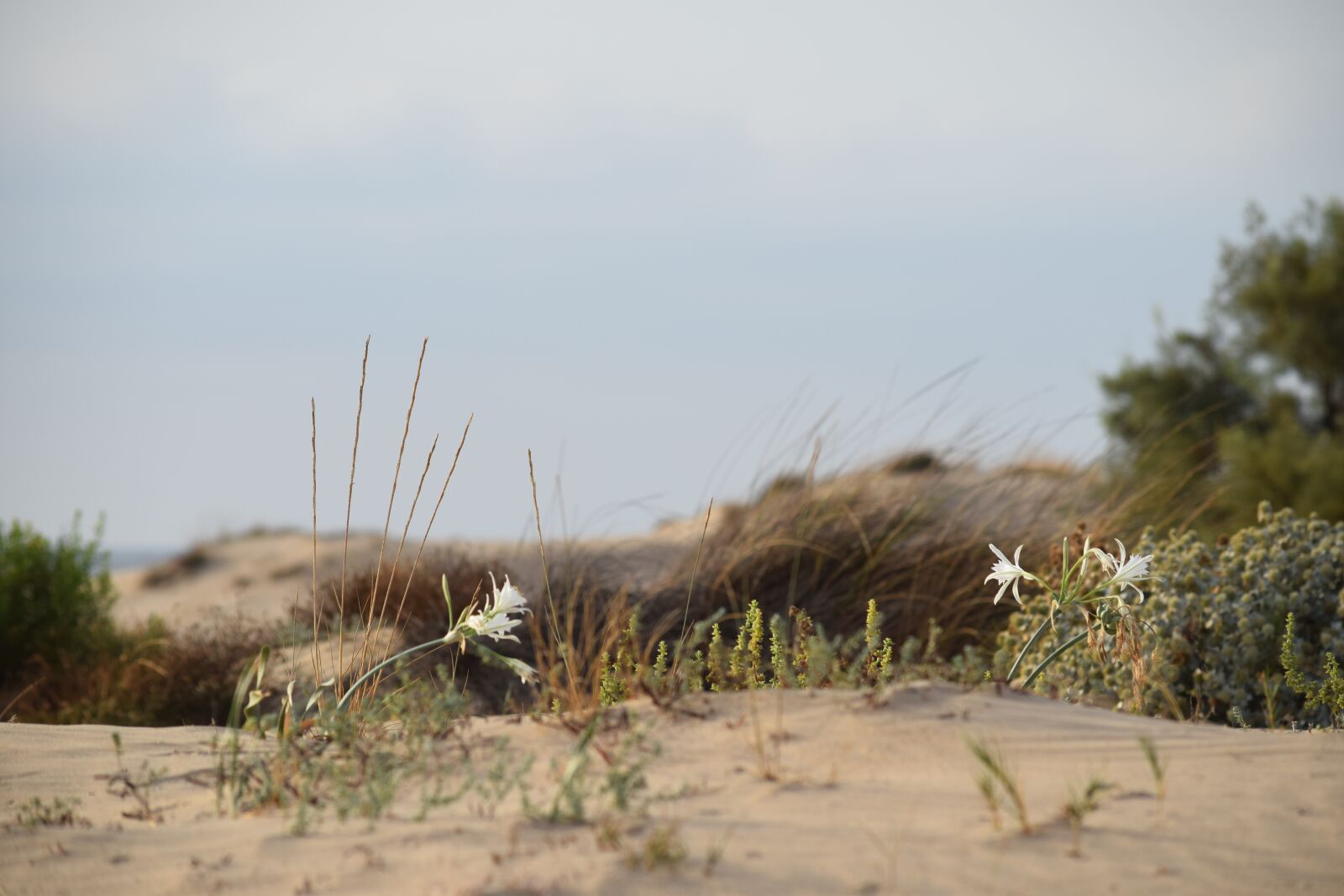 Nikon D3300 sample photo. Flower, sand, summer photography