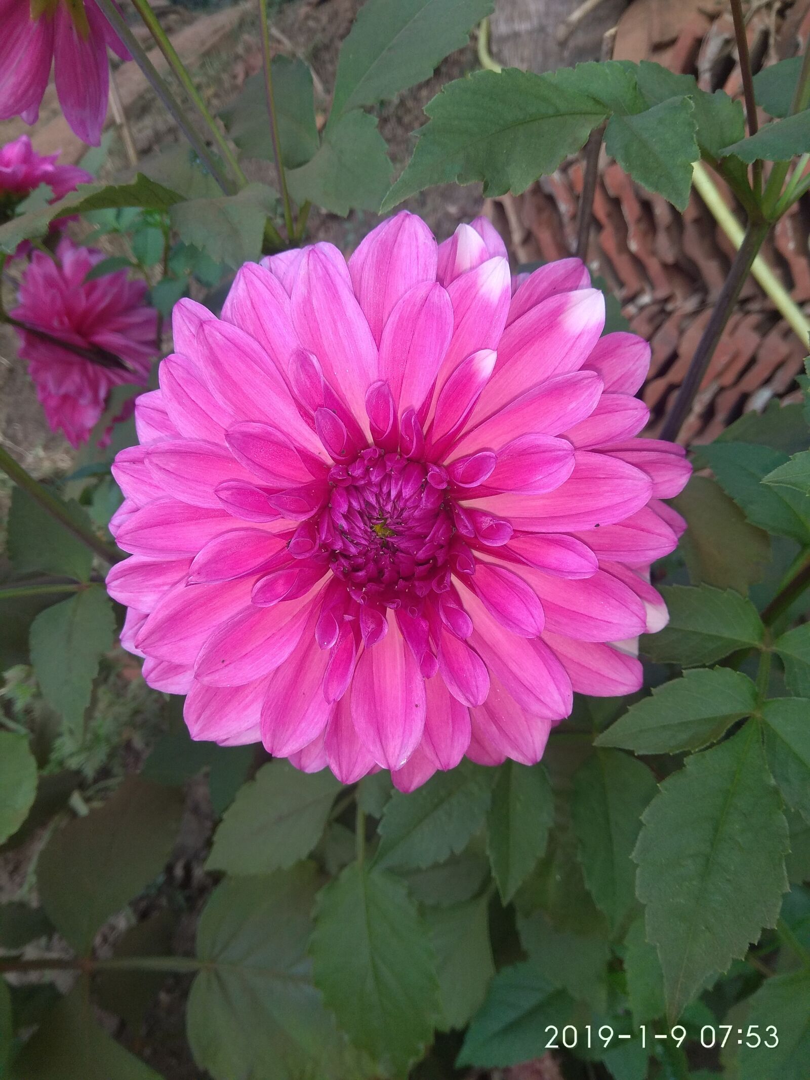 Xiaomi Redmi Note 4 sample photo. Flower, dahlia flower, green photography