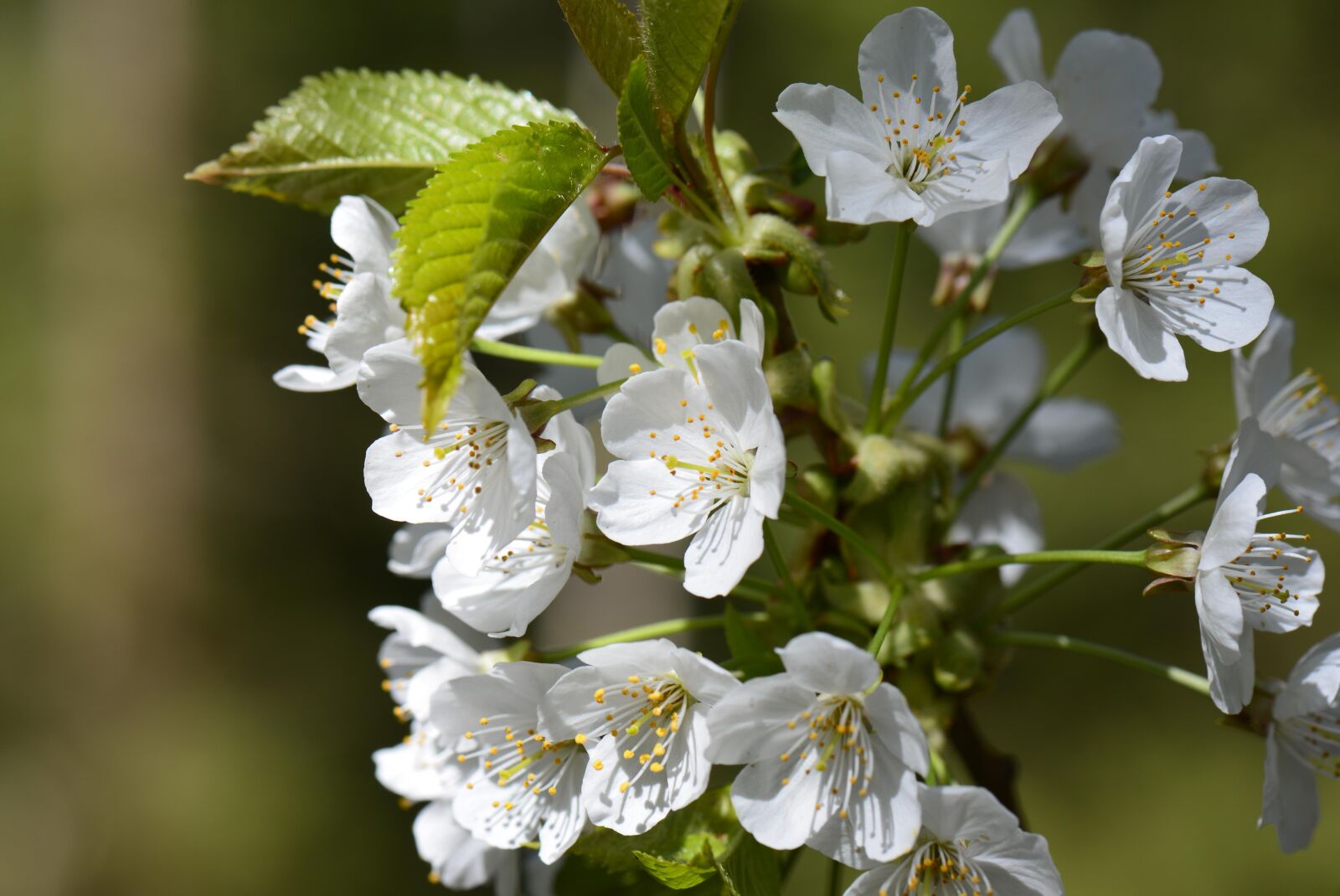 Nikon D610 sample photo. Cherry blossom, white, white photography