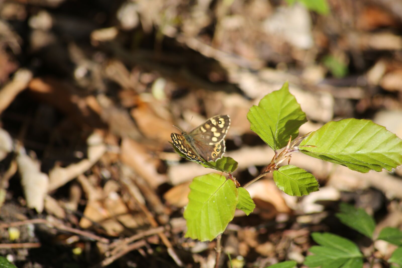Canon EOS 6D sample photo. Butterfly, animal, nature photography
