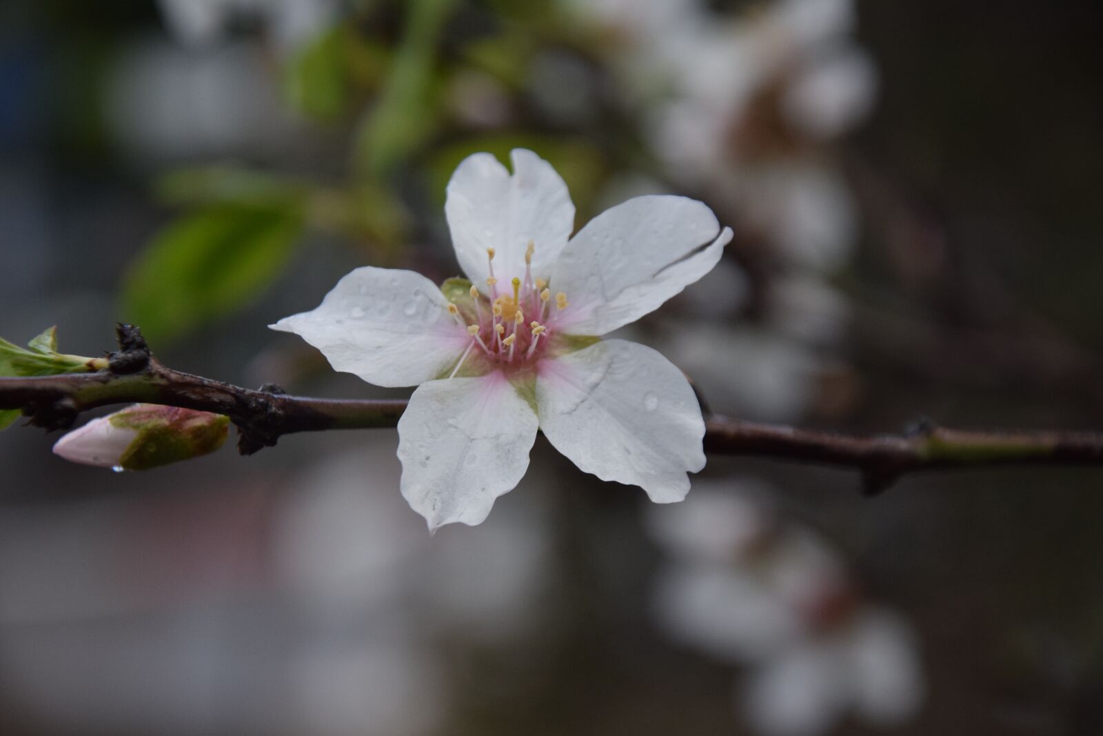 Nikon D3300 sample photo. Almond, flower, nature photography