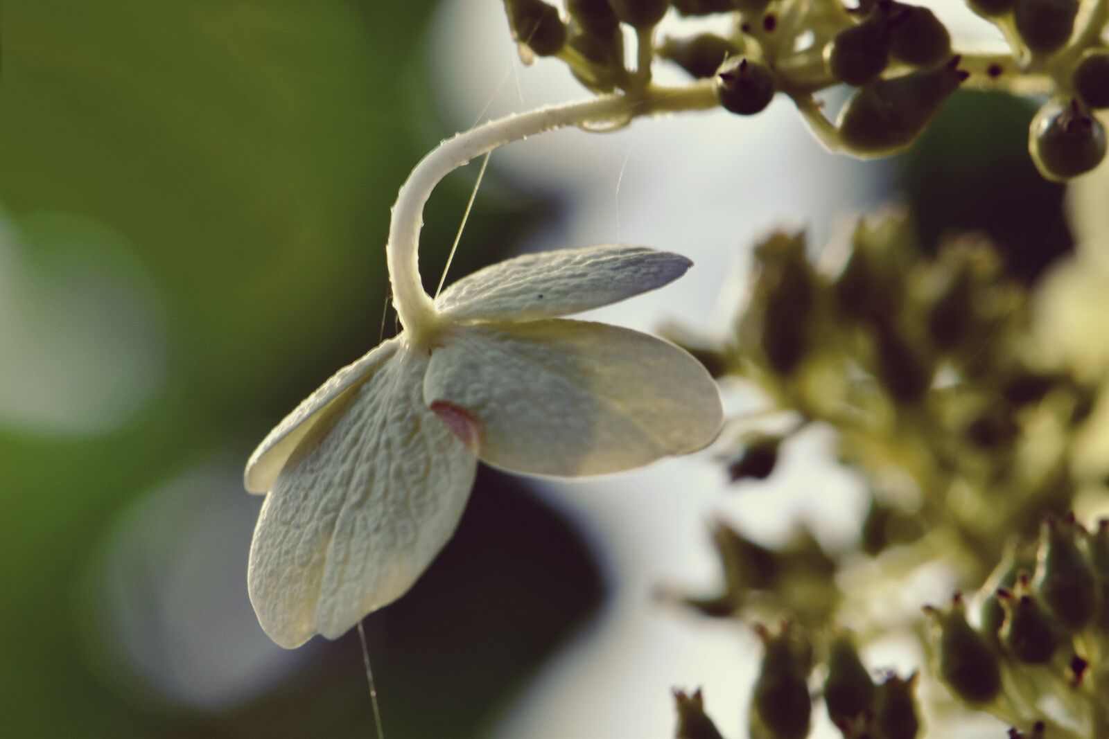 Nikon D5600 sample photo. Blossom, bloom, hydrangea photography