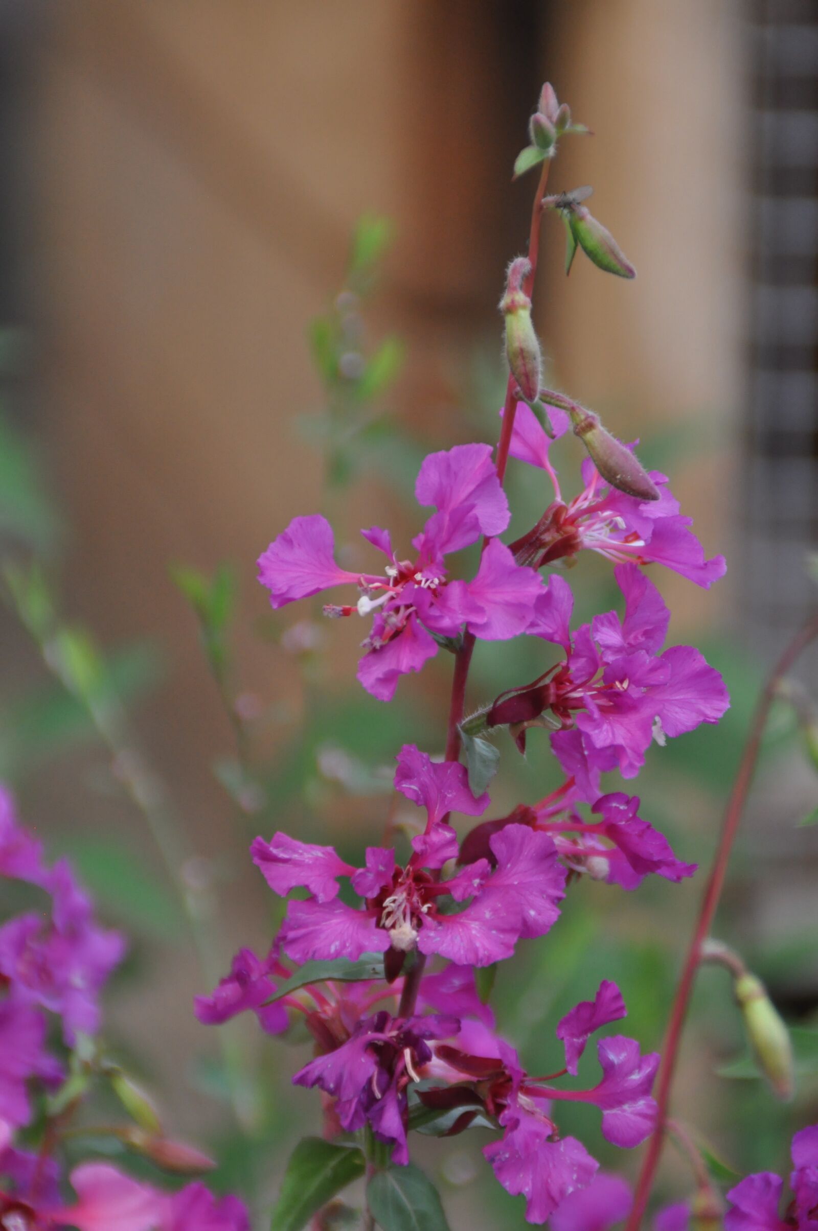 Nikon D5000 sample photo. Purple, flower, beauty photography