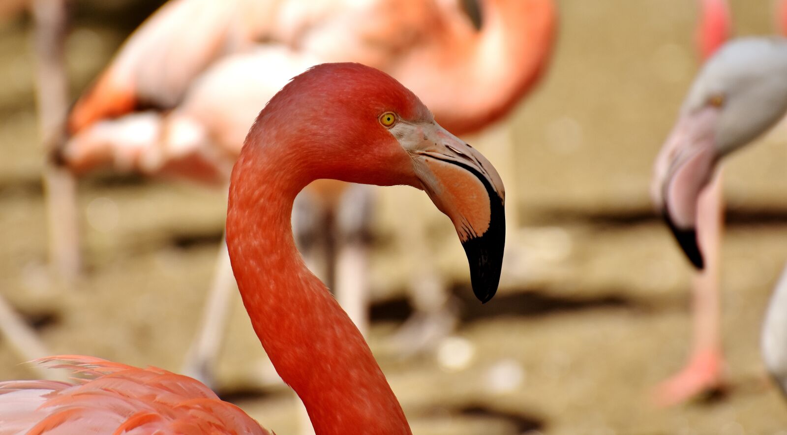 Nikon D7200 sample photo. Flamingos, birds, water bird photography