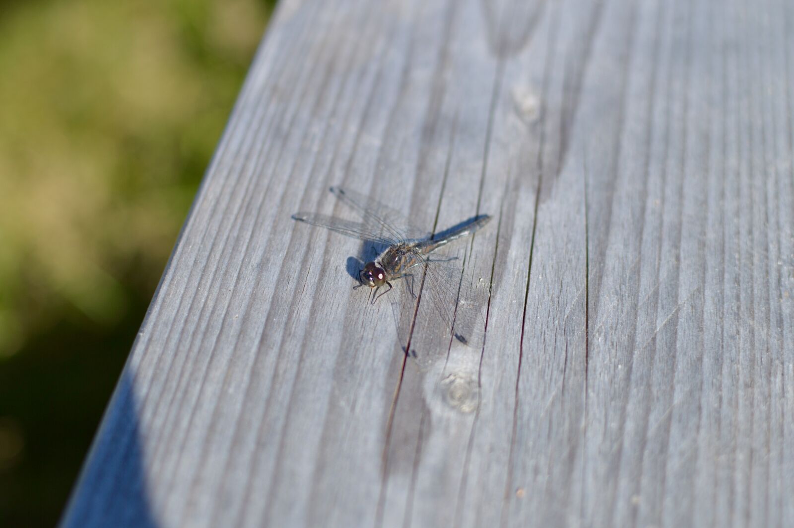Nikon D3200 sample photo. Dragonfly, summer, national park photography