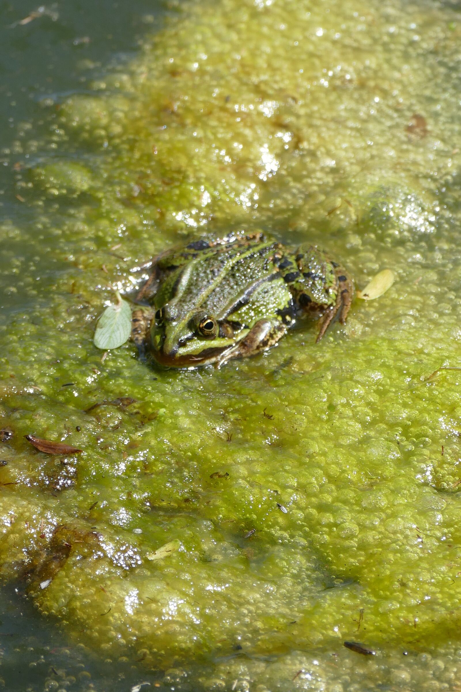 Panasonic Lumix DMC-FZ1000 sample photo. Green, frog, spawn photography