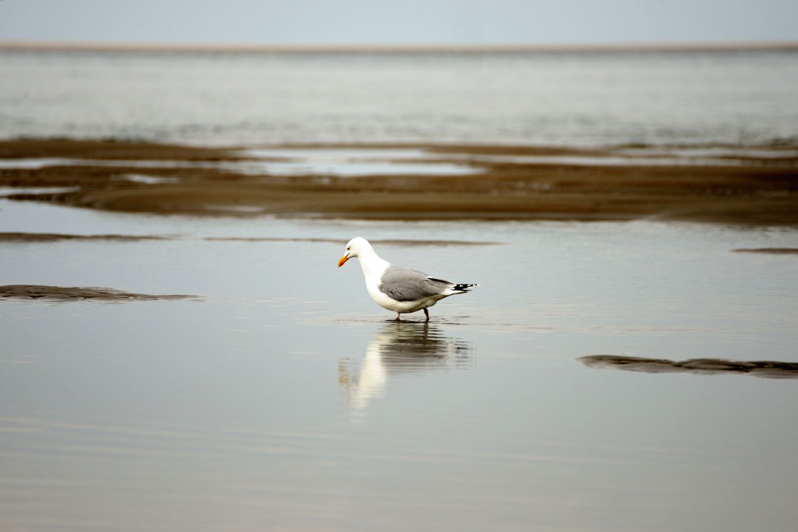 Nikon D610 sample photo. Seagull, sea, beach photography