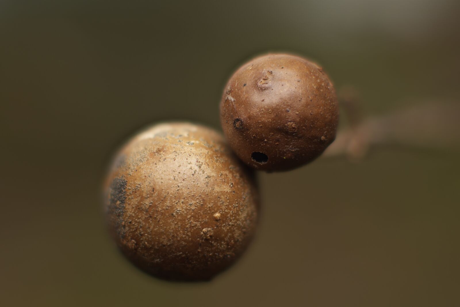 Nikon D7200 sample photo. Macro, bokeh, nature photography