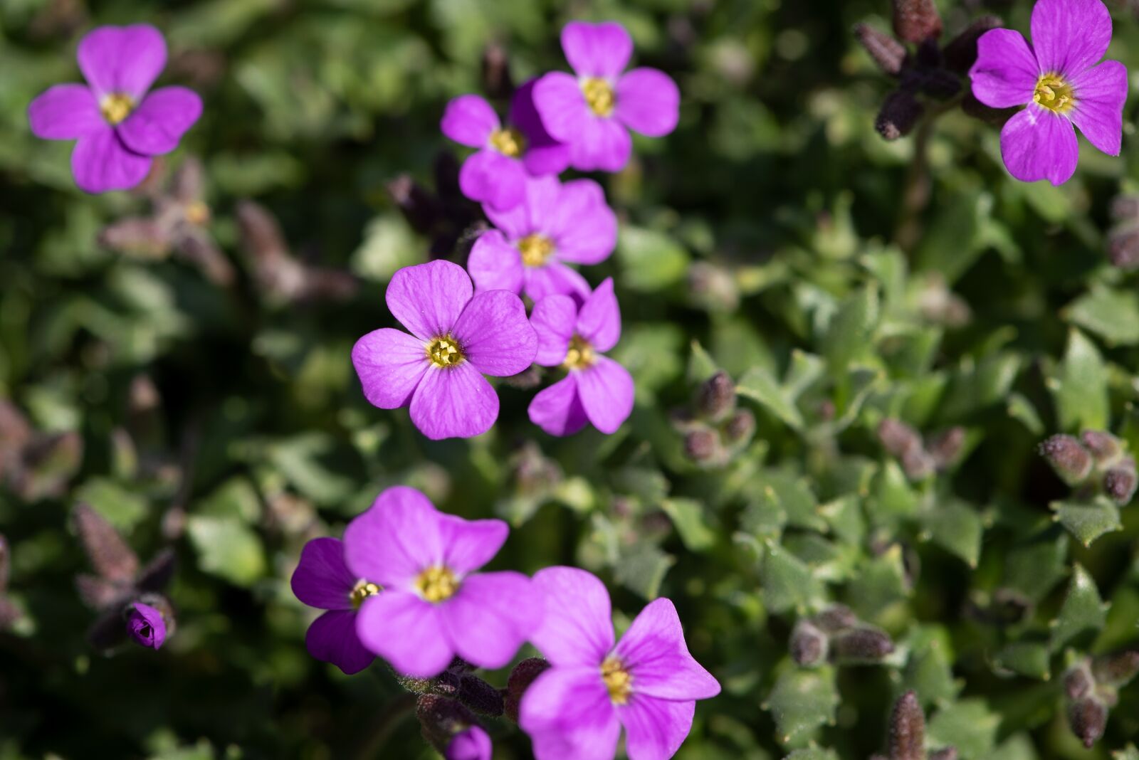Nikon D750 sample photo. Flowers, purple, violet photography