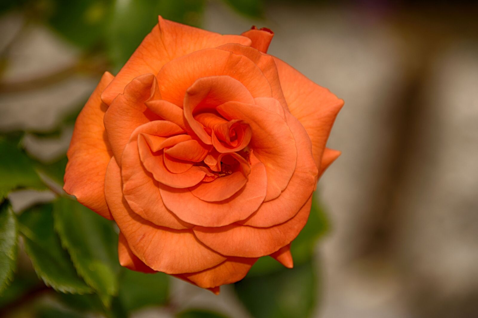 Nikon D750 sample photo. Flower, nature, rose photography