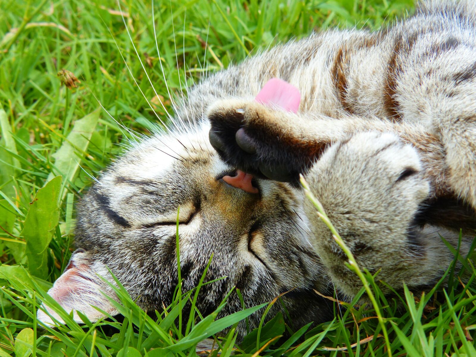 Panasonic Lumix DMC-FZ200 sample photo. Cat, striped, mackerel photography