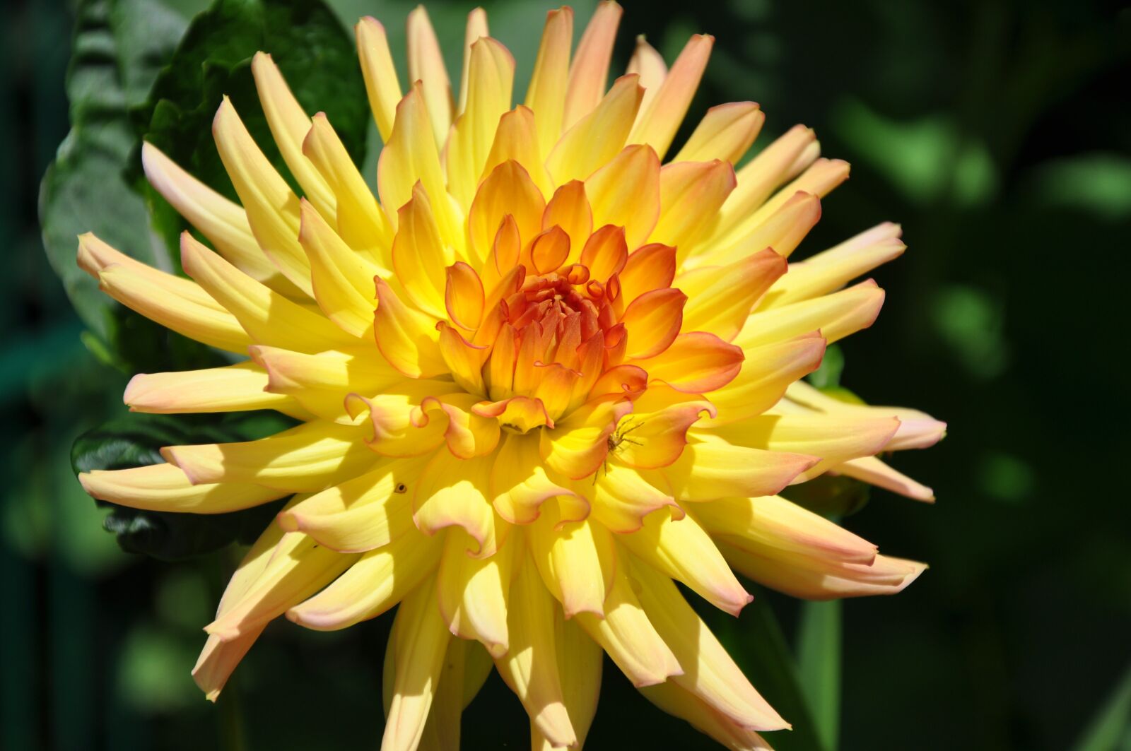Nikon D90 sample photo. Flower, dahlia, yellow petals photography