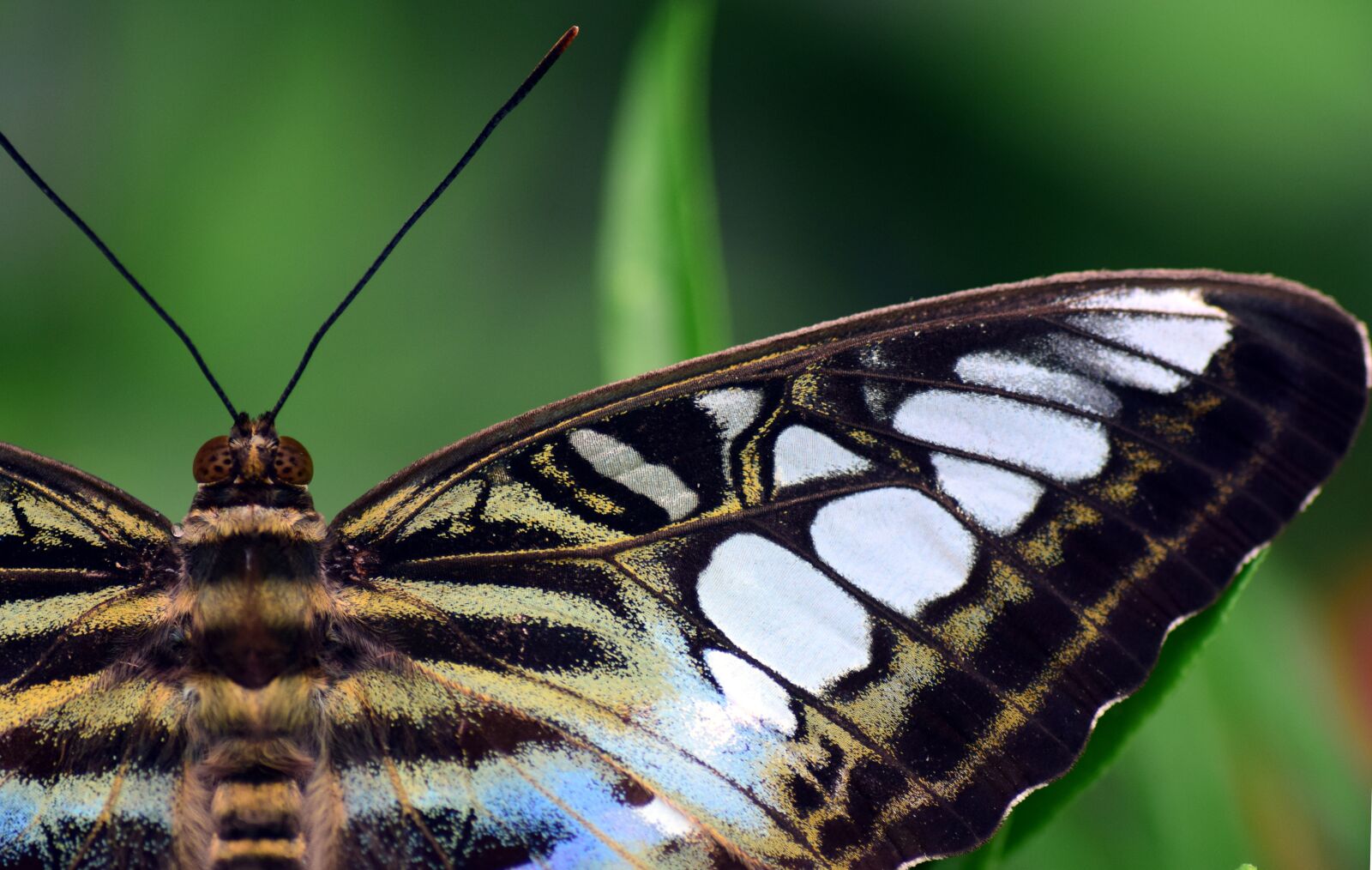 Nikon D3300 sample photo. Butterfly, insect, lepidoptera photography