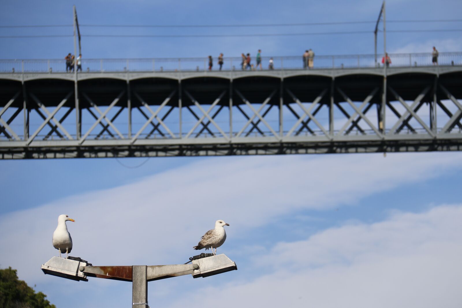 Canon EF-S 18-200mm F3.5-5.6 IS sample photo. Bridge, seagulls, blue photography