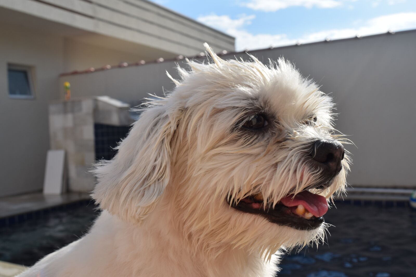 Nikon D3300 sample photo. Animals, dog, domestic animals photography