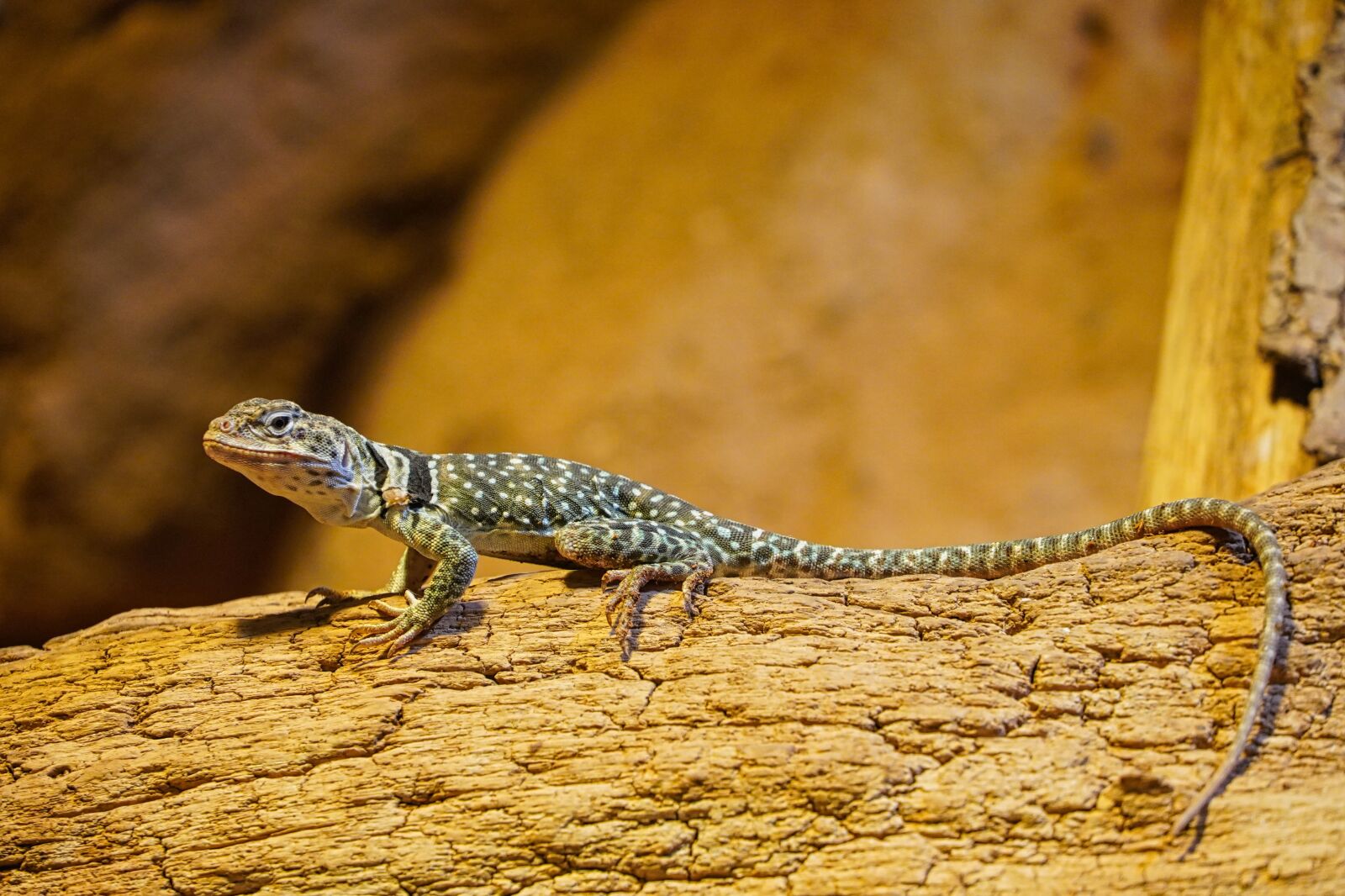 Sony a6400 sample photo. Lizard, terrarium, terrarium animals photography