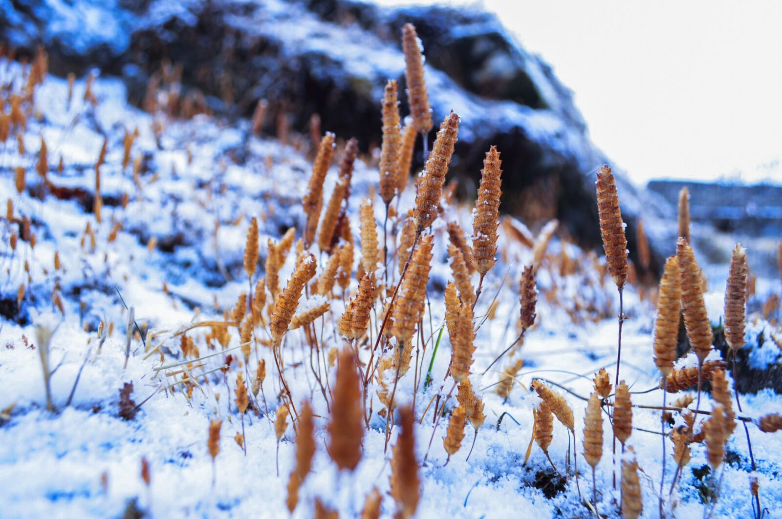 Nikon D90 sample photo. Snow, snowing, winter photography