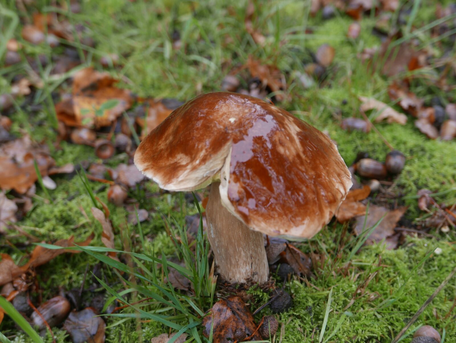 Panasonic Lumix DMC-LX100 sample photo. Toadstool, fungi, brown photography